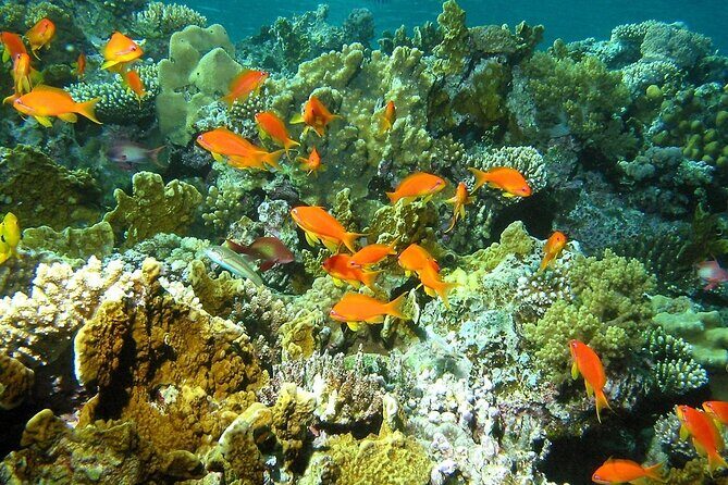 Santa Maria and Chileno Bay Snorkel Adventure Los Cabos - FAQ