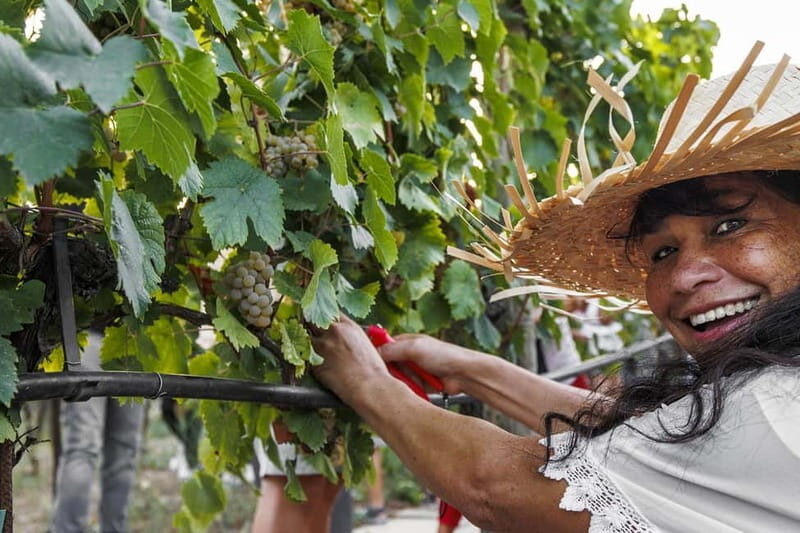Santa Maria Imbaro: Grape Harvest with Pressing + Picnic among olive trees and vineyards - Key Points