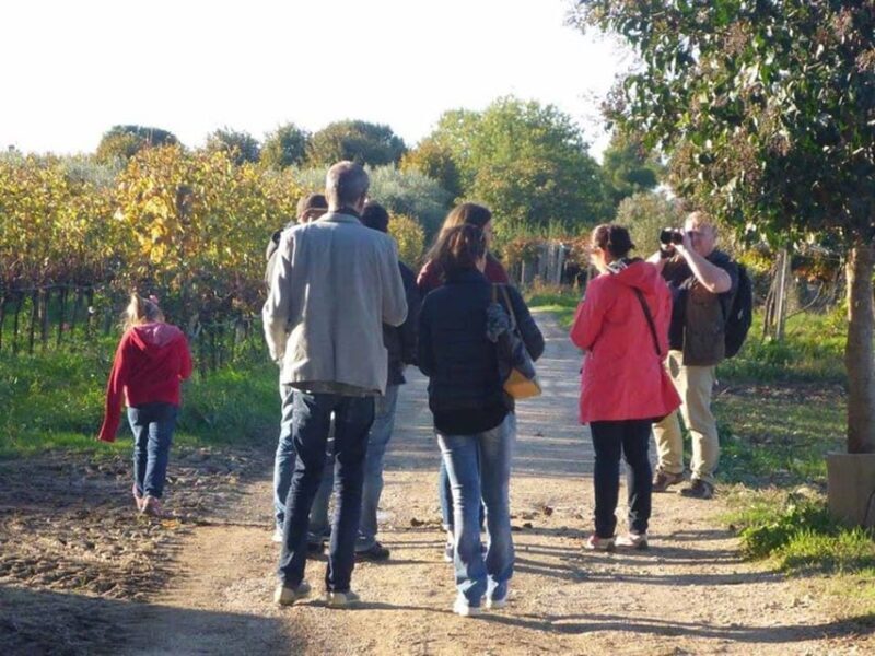 Santa Maria Imbaro: La Vinarte Wine tour - Key Points