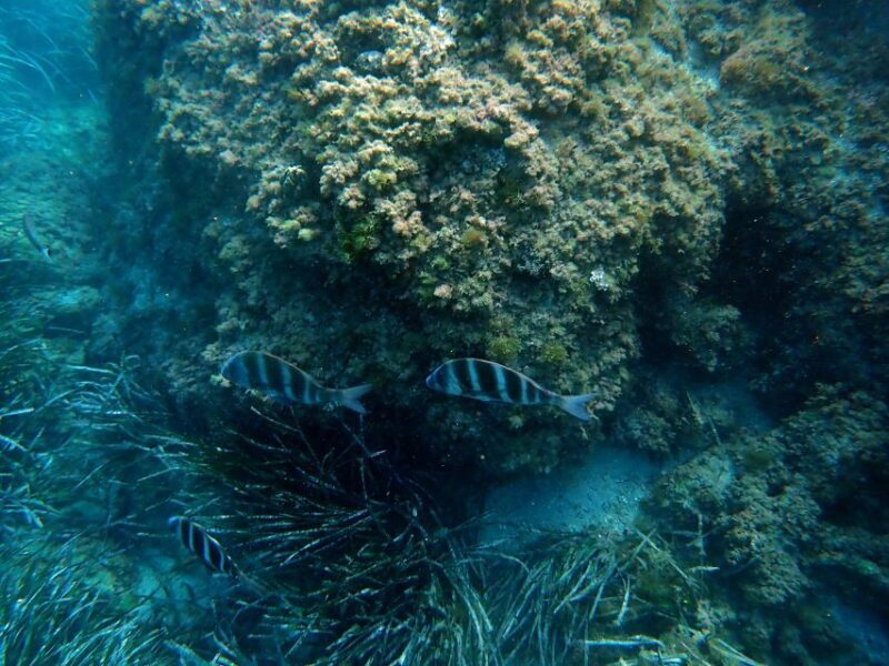 Santa Pola: 3-Hour Scuba Diving near Tabarca - Authentic Insights from Past Participants