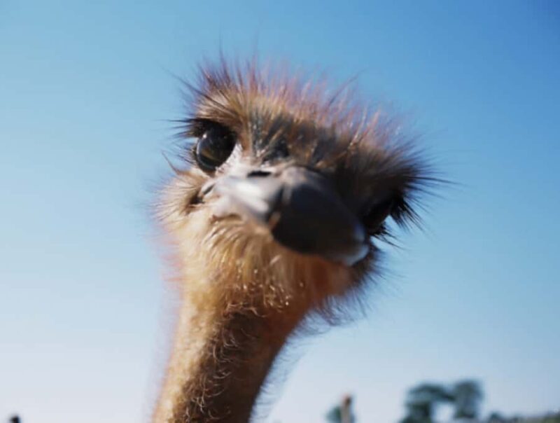 Santa Ynez Valley: Sideways Movie Inspired Wine Tour - Key Points