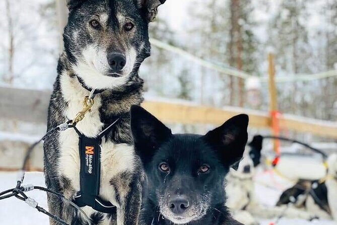 Santa's Reindeer & Husky Safari + Santa's Pets + Aurora Hunt! - Value for Money and Potential Drawbacks