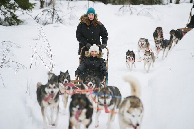 Santa's Reindeer & Husky Safari + Santa's Pets + Aurora Hunt! - Who Should Consider This Tour?