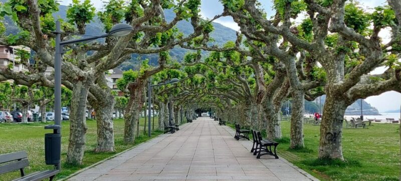Santoña: Anchovy Factory Tour and Boat Trip - Key Points