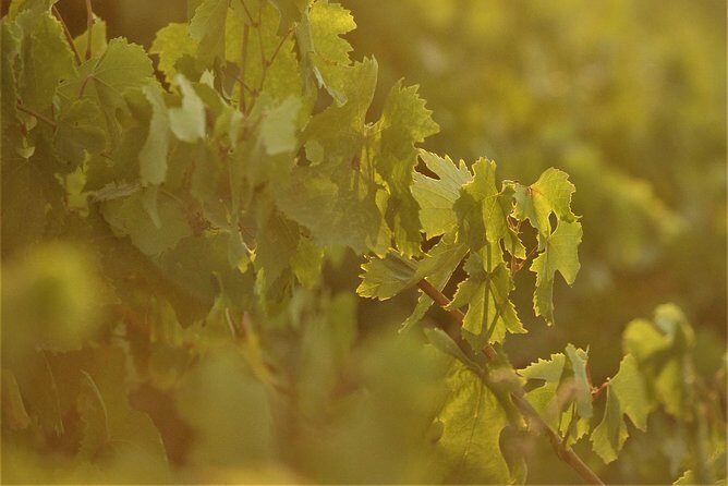 Santorini 3-Winery Tour with 12 Wine Tastings and Oia Sunset - Final Thoughts