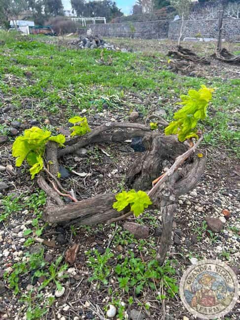 Santorini: Farm and Winery Guided Tour - Key Points