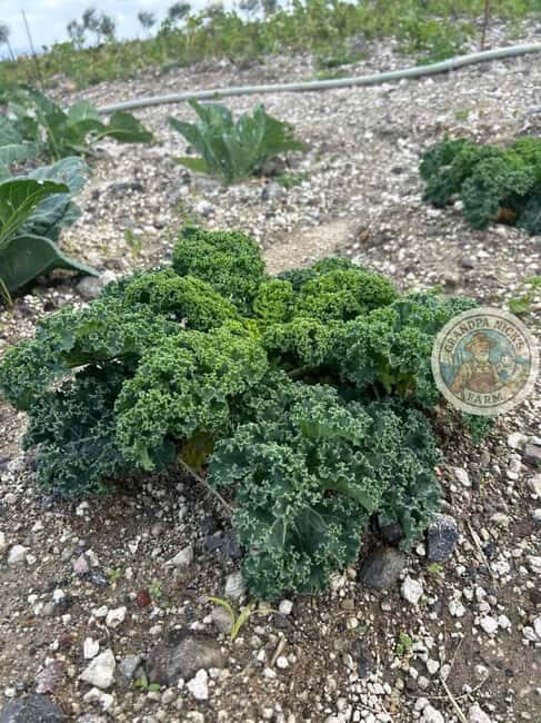 Santorini: Farm and Winery Guided Tour - Starting Point and Logistics