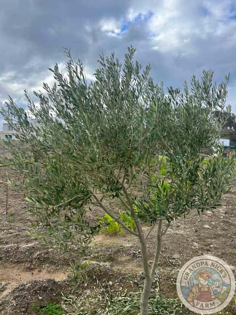 Santorini: Farm and Winery Guided Tour - Exploring the Vineyard and the Assyrtiko Grape