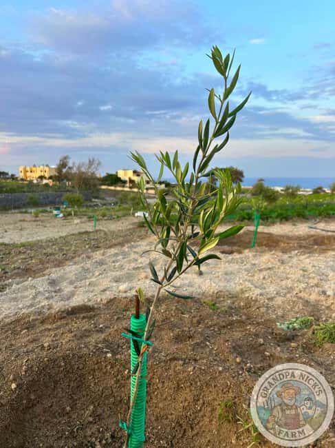 Santorini: Farm and Winery Guided Tour - The Cave Winery Museum