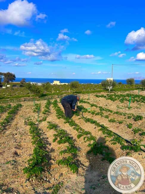 Santorini: Farm and Winery Guided Tour - Wrap-up and Drop-off