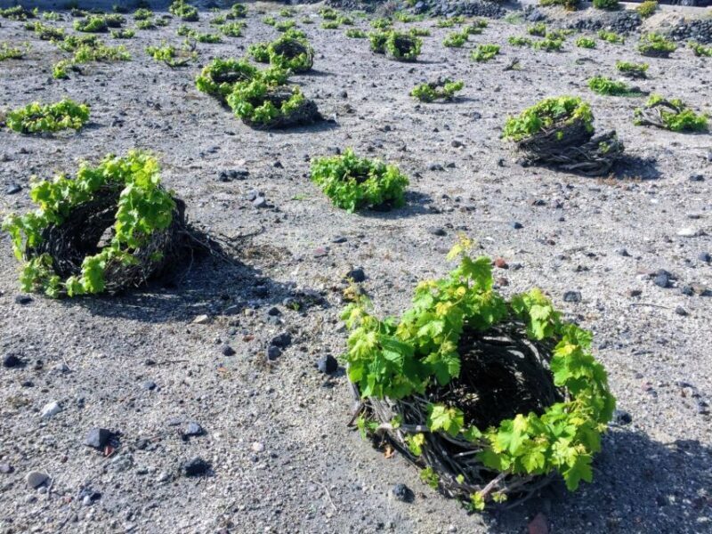 Santorini: Guided Tour to 3 Wineries with Wine Tastings - A Detailed Look at the Tour Experience