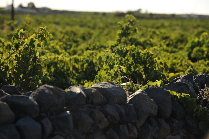 Santorini Private 10 Wine Tastings with Dinner & Oia Sunset - A Deep Dive into the Santorini Private Wine Experience