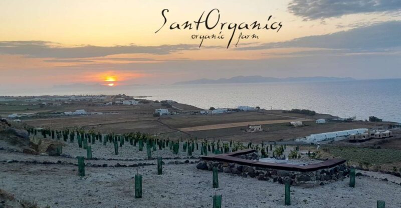 Santorini: Private Agri-Educational Visit to an Organic Farm - Key Points