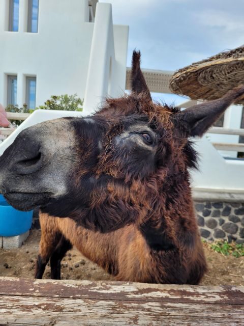 Santorini: Private Island Tour - Who Is This Tour Best For?