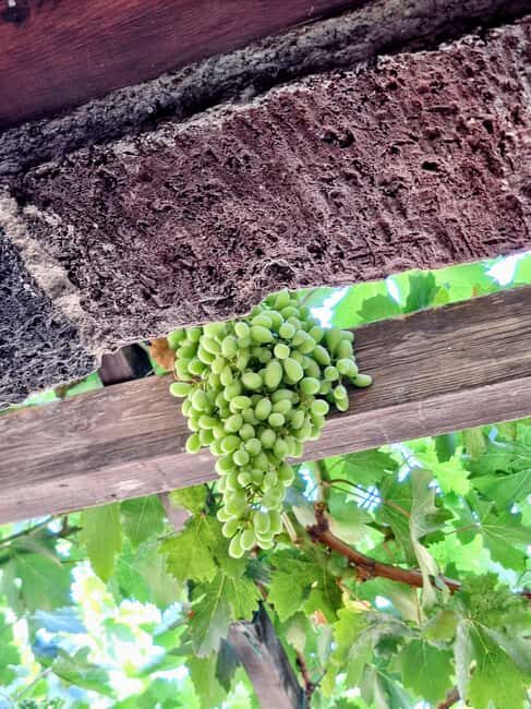 Santorini Private Wine Tour with Local Expert & Sunset - An In-Depth Look at the Santorini Private Wine Tour