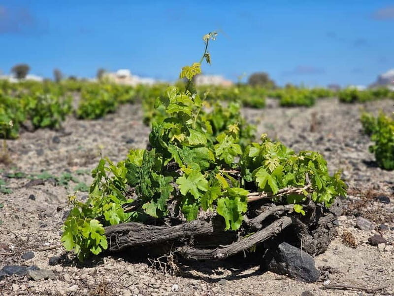 Santorini: Shared Wine Tasting and Culinary Experience - Analyzing the value