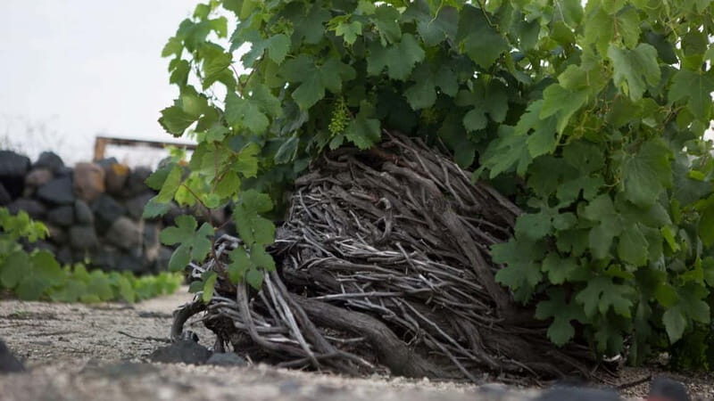 Santorini: Shared Wine Tasting and Culinary Experience - Final thoughts