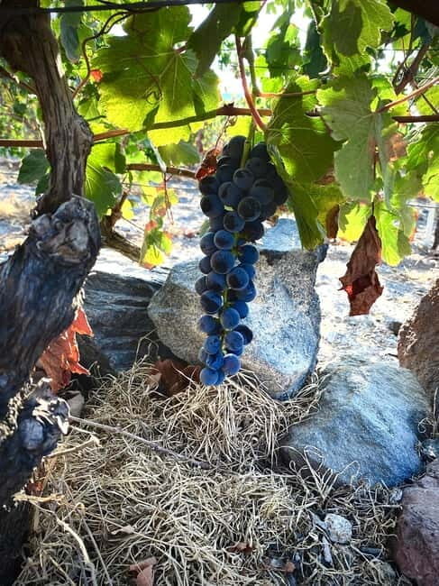 Santorini Wine & History Tour with 3 Expert Sommeliers - Why This Tour Offers Great Value