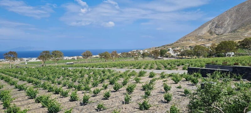 Santorini Wine & History Tour with 3 Expert Sommeliers - Who Is This Tour Best For?