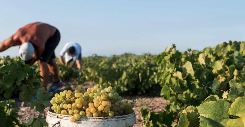 Santorini Wine Roads: Tour of 3 Wineries with a Sommelier - FAQs