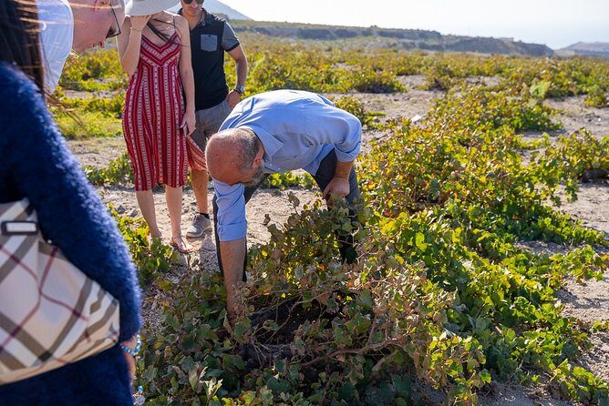 Santorini Wine Roads Tour with Wine Tastings Morning & Sunset - FAQ