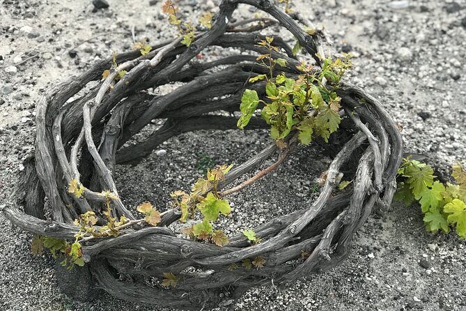 Santorini wine tasting and Traditional Cave Settlement Tour - An In-Depth Look at the Santorini Wine and Cave Settlement Tour