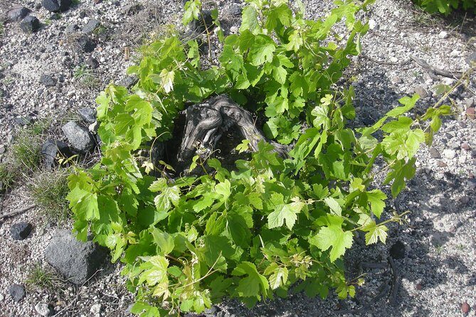 Santorini Wine Tasting & Food Pairing :Taste good life at Santorini - The Itinerary in Detail