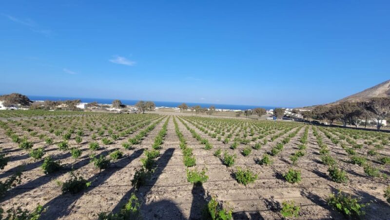 Santorini: Wine tasting in 3 Wineries and a Greek Meal group - The Experience in Detail