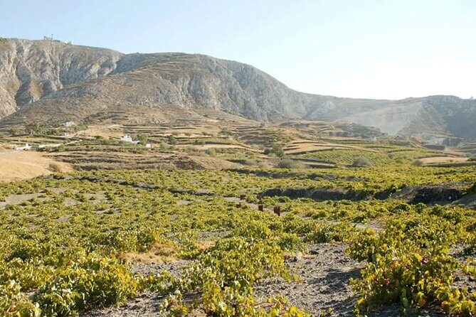 Santorini Wine Tasting: Private Tour with a Certified Wine Guide - Who Will Appreciate This Tour?