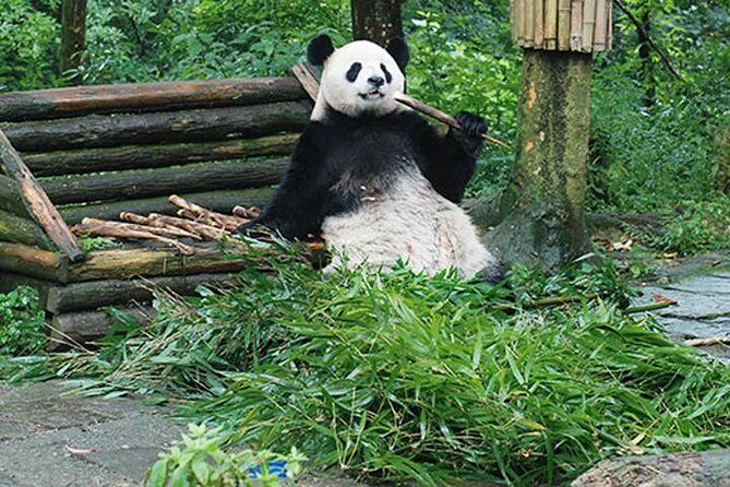 Sanxingdui Ruins and Giant Pandas Private Day Tour from Chengdu - An In-Depth Look at the Tour Experience