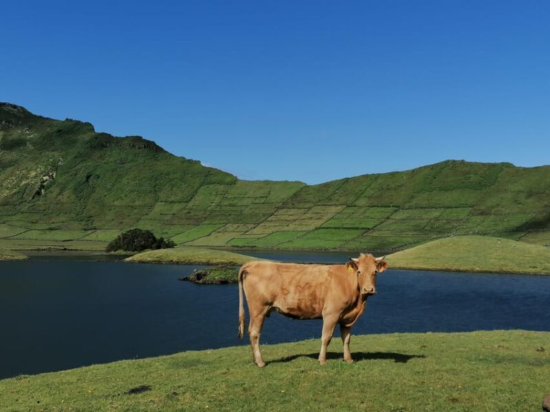 Sao Jorge Cheese Tour - Half day - An In-Depth Look at the Sao Jorge Cheese Tour