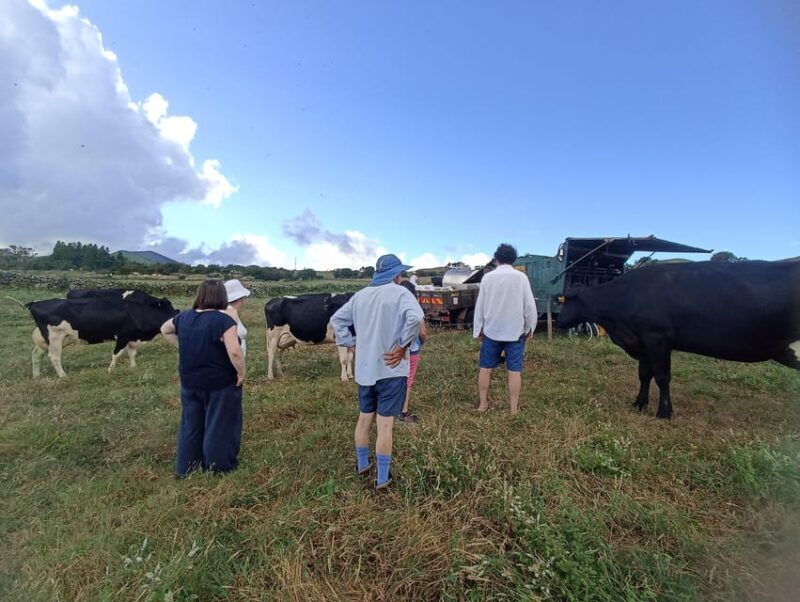 Sao Jorge Cheese Tour - Half day - Who Should Consider This Tour?