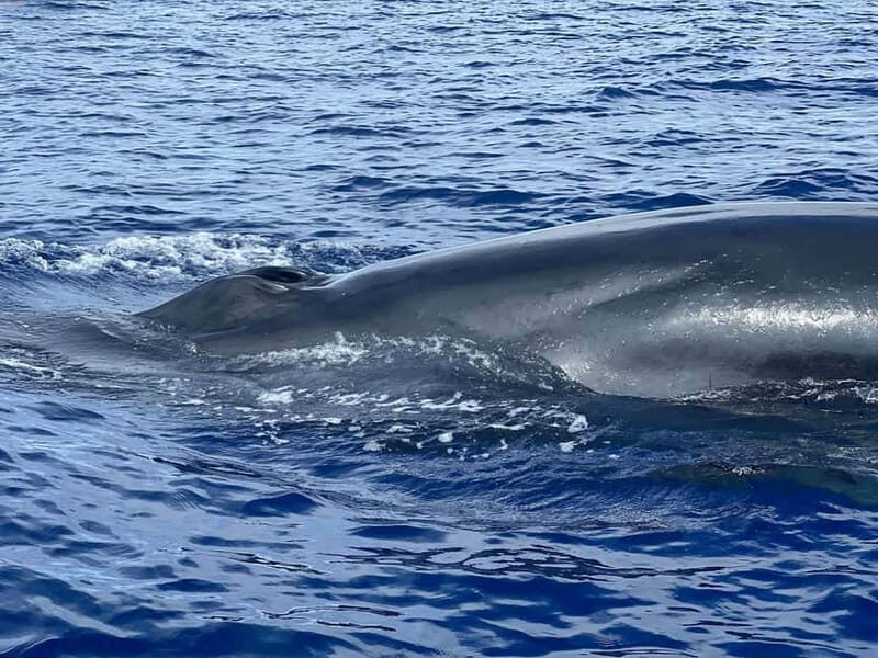 São Miguel, Azores: Whale and Dolphin Watching Tour - A Deep Dive into the Experience