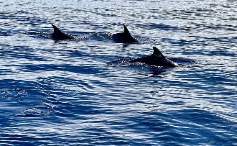 São Miguel, Azores: Whale and Dolphin Watching Tour - FAQ
