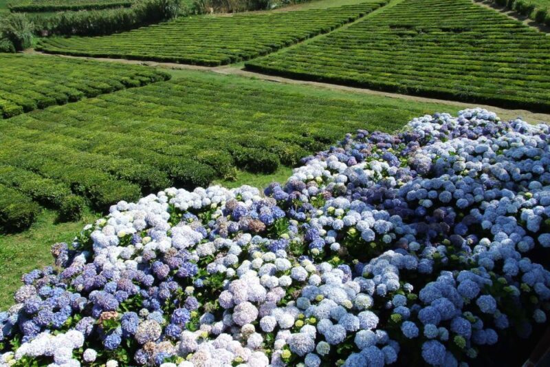 São Miguel: Full-Day 4WD Jeep Tour to Furnas with Lunch - Thermal Springs & Poça da Dona Beija