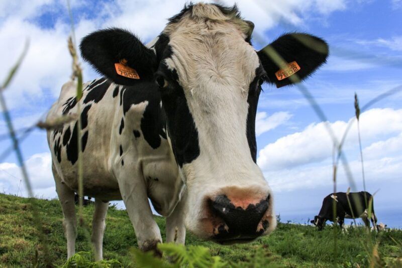 São Miguel Island: Full Day All-in-One Tour - Exploring São Miguel’s Highlights