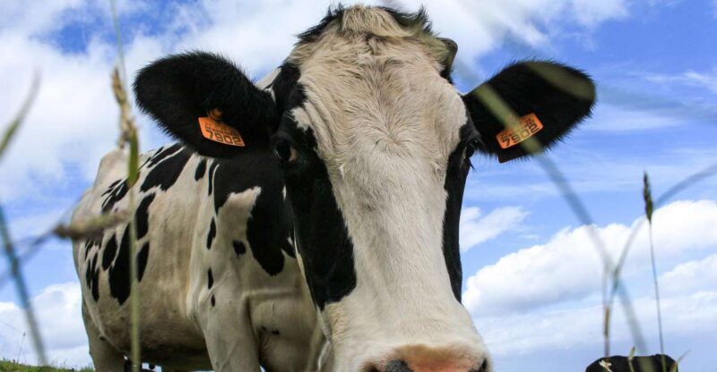 São Miguel Island: Full Day All-in-One Tour - Who Should Take This Tour?