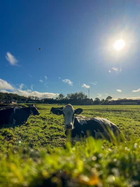 São Miguel: Nordeste Tour with Cow Milking - Final Thoughts