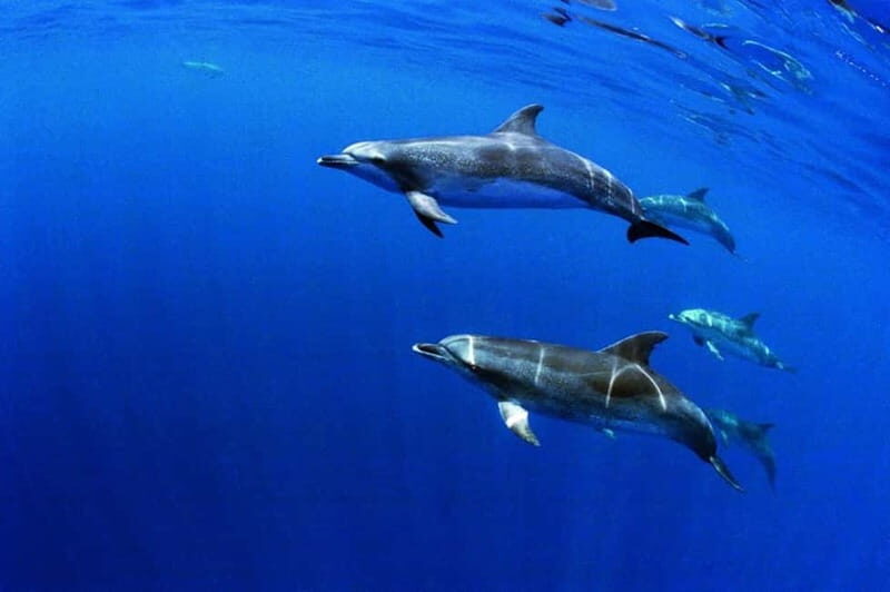São Miguel: Swim with Wild Dolphins in the Open Ocean - Key Points