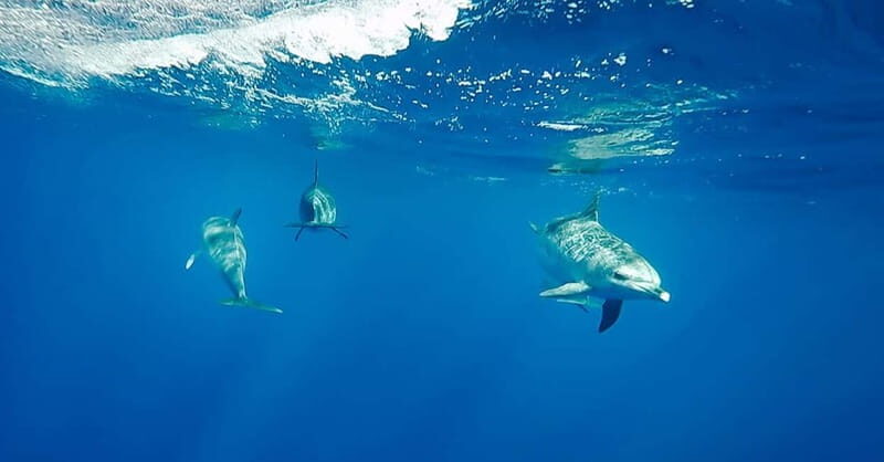 São Miguel: Swim with Wild Dolphins in the Open Ocean - An In-Depth Look at the Experience