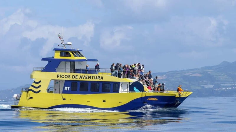 São Miguel: Whale-Watching Cruise with Marine Biologist - An In-Depth Look at the Whale-Watching Experience