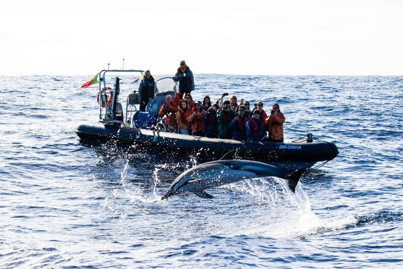 São Miguel: Whale-Watching Cruise with Marine Biologist - Final Thoughts