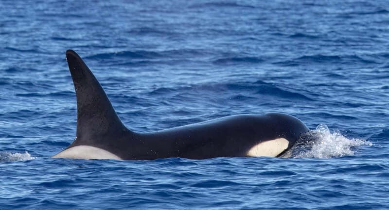 São Miguel: Whale-Watching Cruise with Marine Biologist - FAQ