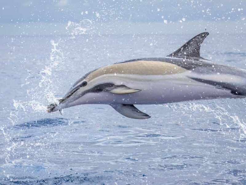 São Miguel: Whale Watching, Lunch, & Water Activities - Key Points