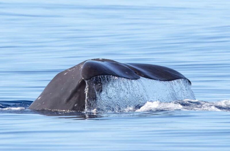 São Miguel: Whale Watching & Wild Dolphins Swimming Full-day - What Makes This Tour Stand Out?
