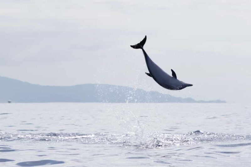 São Miguel: Whale Watching & Wild Dolphins Swimming Full-day - Who Is This Tour Best For?