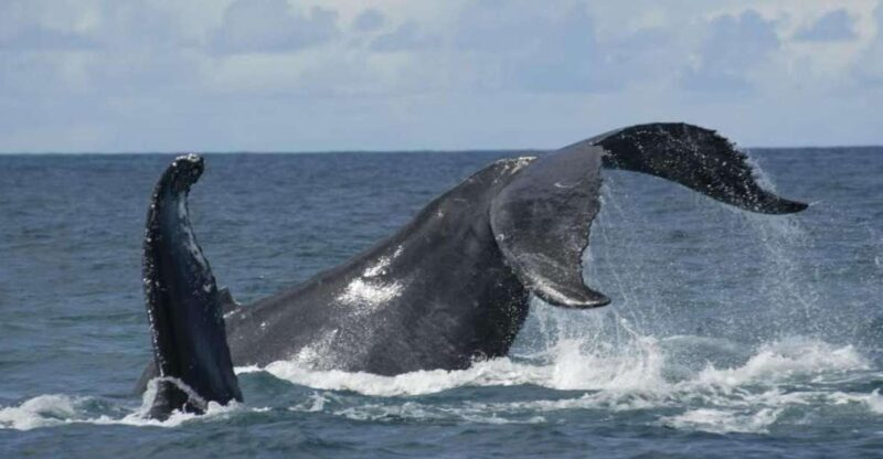 São Miguel: Whales & Volcano Full-Day Tour with Lunch - Who Will Love This Experience?