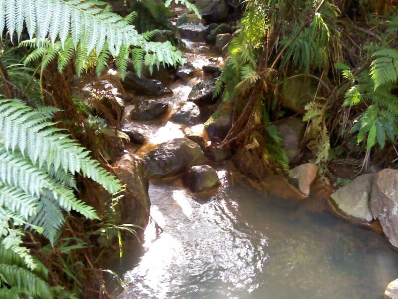 São Miguel: Whales & Volcano Full-Day Tour with Lunch - FAQ