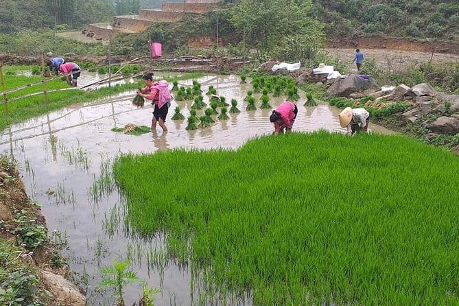Sapa Adventure Motorbike Tour With Local Guide - Additional Details