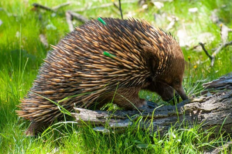 Sapphire Coast: 7h Shore Excursion with Aussie Morning Tea - Exploring the Sapphire Coast: A Practical Review of the 7-Hour Shore Excursion with Aussie Morning Tea